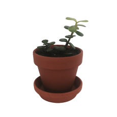 Succulent - Mini Spekboom (Portulacaria afra)